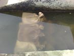 Stav hladiny 19.03.2012 - zaiatky prc pred odstrnenm poruchy ventilu - uzatvorenie vpuste do jazera Novky